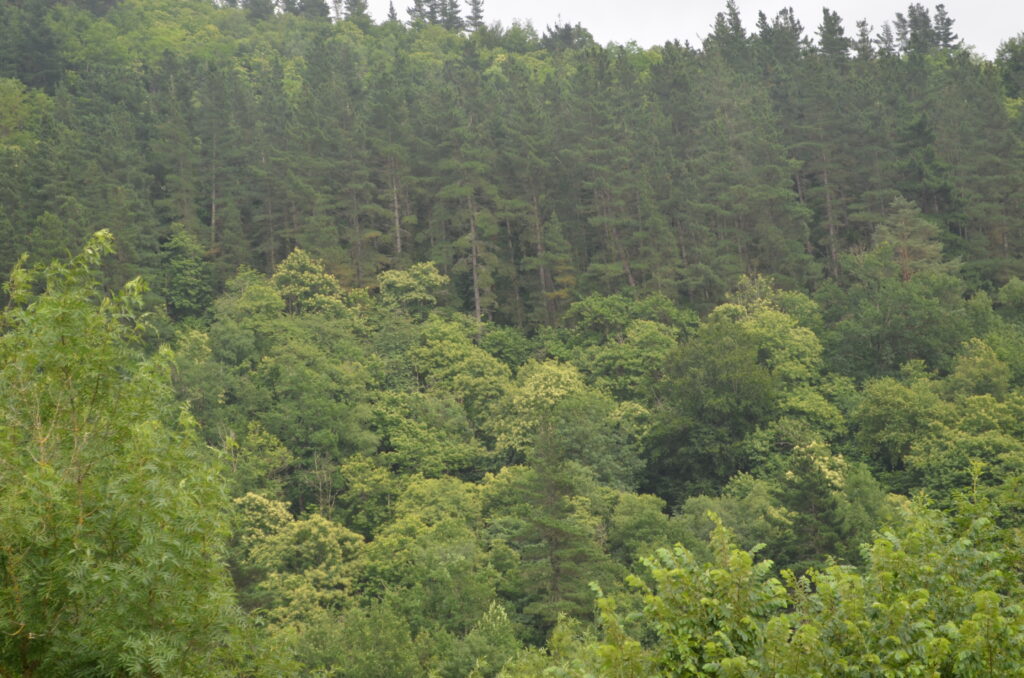 A strategic resource called business consulting - forest from Salinas de Leniz