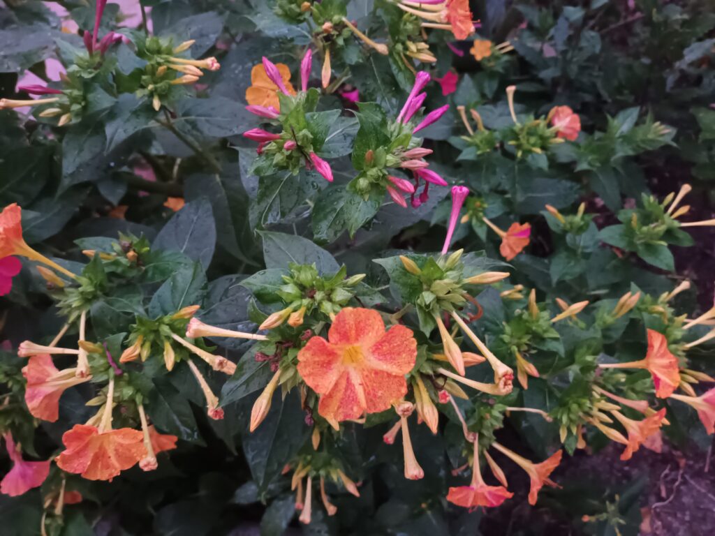 conversion from fiscal to analytical accounting - orange and purple flowers