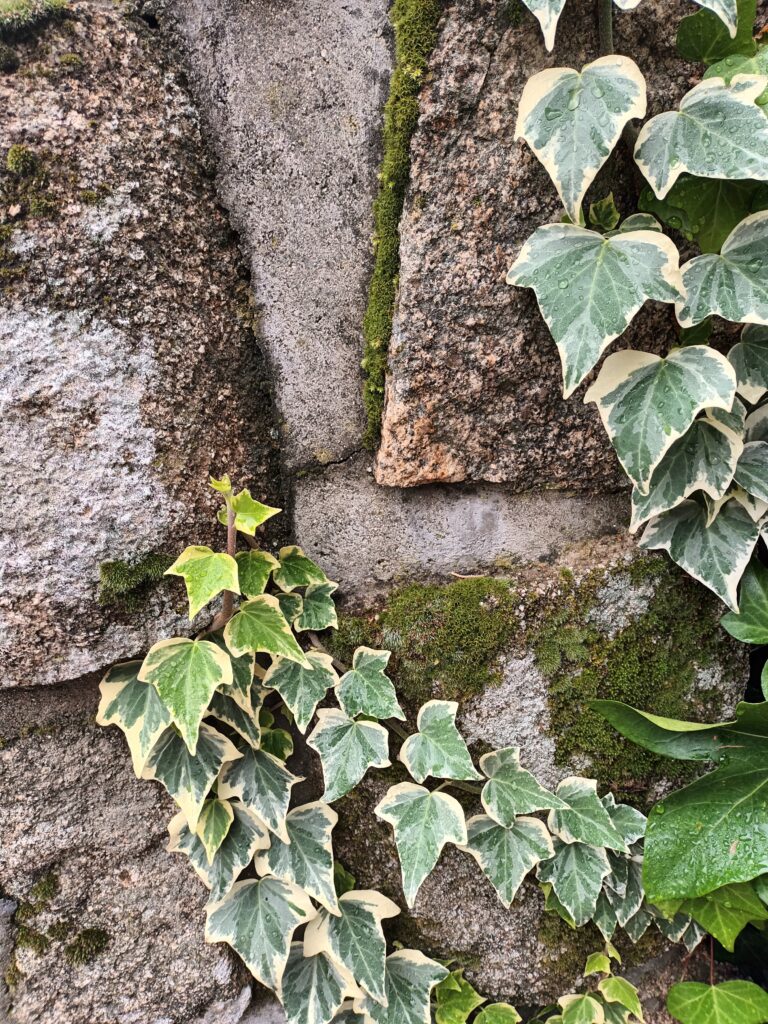 conversion from fiscal to analytical accounting - ivy climbing a stone wall
